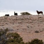 A group of horses standing on a rocky hill under cloudy skies.