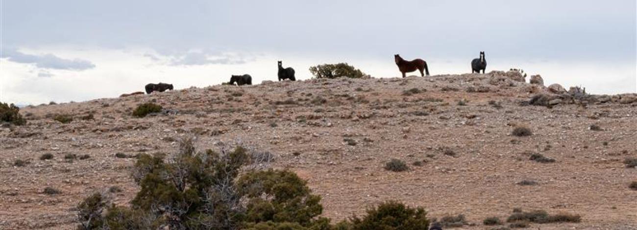 A group of horses standing on a rocky hill under cloudy skies.
